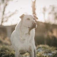 Evy, Hündin zur Adoption
