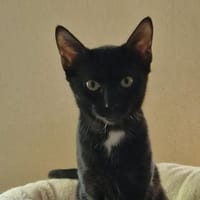 Patches unser kleines Löwenherz, Kater zur Adoption