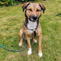 Geben Sie Diana eine zweite Chance?, Hündin zur Adoption