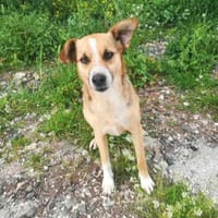 Kleiner Rudolph ist bereit. (30cm), Hund zur Adoption