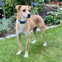 Sandro 💞sucht 2. Hund       (Alb), Hund zur Adoption