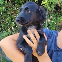 kleiner Odin sucht ein Zuhause 🌼, Hund zur Adoption
