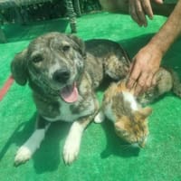 Valentina 💛💛💛 verschmust, anhänglich, Hündin zur Adoption