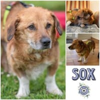 SOX *liebt Menschen, möchte dabei sein, Hund zur Adoption