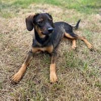 Macy unsere Schönheit.., Hündin zur Adoption