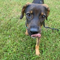 Macy unsere Schönheit.., Hündin zur Adoption