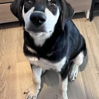 Familie für Peppino gesucht, Hund zur Adoption