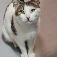 Griss - Glückkatze sucht ihr Familie, Katze zur Adoption
