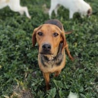 Campino sucht seine Menschen, Hund zur Adoption