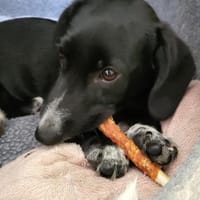 Pebbles, kleiner Welpe sucht sein Glück, Hund zur Adoption