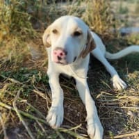 Sanfter Rüde Finley aus Griechenland, Hund zur Adoption