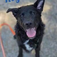 Die Youngsters sind los - Rufus, Hund zur Adoption