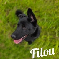 Die Youngsters sind los - Filou!, Hund zur Adoption