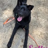 Die Youngsters sind los - Sally!, Hündin zur Adoption
