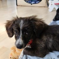 Socke, kleine Welpenhuendin braucht Dich, Hündin zur Adoption