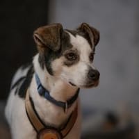 Hündin Elsa sucht eigenes Zuhause, Hündin zur Adoption