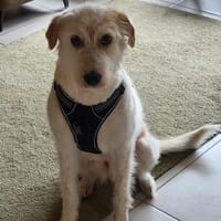 Lana, sucht dringend ein Zuhause, Hündin zur Adoption