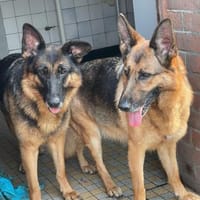 Norah und Novelle, Hündin zur Adoption