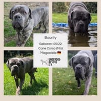 Dringend eine Pflege- oder Endstelle, Hund zur Adoption