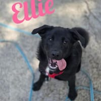 Die Youngsters sind los - Ellie!, Hündin zur Adoption