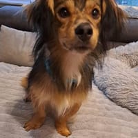 Gimmy, wunderschönes Zwerglein, Hund zur Adoption
