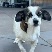 Bili sucht ihre Familie, Hündin zur Adoption
