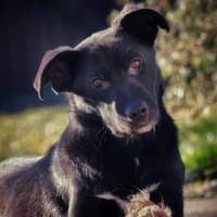 Espresso Mix Rüde ca.1 Jahr alt in 34613, Hund zur Adoption
