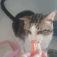 Jacou, chat à adopter