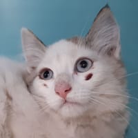 Sioux, chatte à adopter