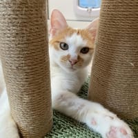 SUSHI, chat à adopter