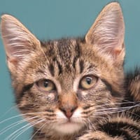 PANCAKE, chatte à adopter
