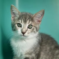 LOLIE, chatte à adopter