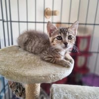 ARTEMIS, chatte à adopter