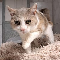 MIMI, chatte à adopter