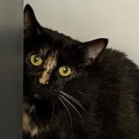 VIRGULE, chatte à adopter