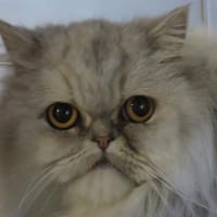 PLUME, chatte à adopter
