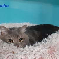 Washo, chat à adopter