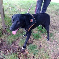 JUNIOR (en placement provisoire), chien à adopter