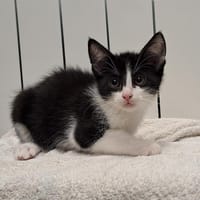 FLYN, chat à adopter
