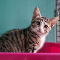 ARMELLE, chatte à adopter