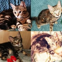 SKADIS CHA, chatte à adopter