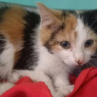 MUSCADE QCT, chatte à adopter
