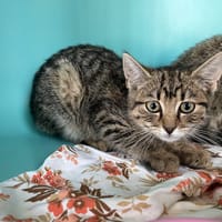 ANOUK, chatte à adopter