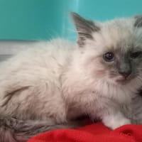 CARDAMOME QCT, chatte à adopter