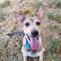 Kalou (réservé), chien à adopter