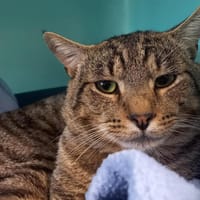 CURCUMA QCT, chat à adopter