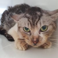 ROSA CHA, chatte à adopter