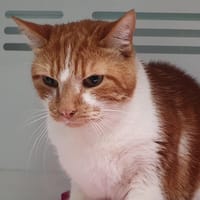 NATCHO CHA, chat à adopter