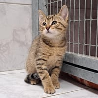 DUC DE MORTADELLE, chat à adopter