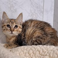 GRACY, chatte à adopter